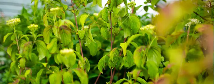 Dogwood hedge - Cornus