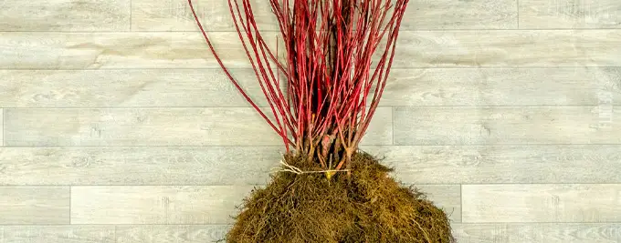 Dogwood hedge - Cornus