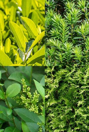 Evergreen Hedging Plants