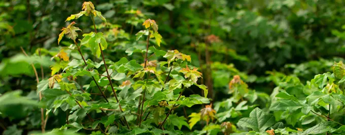 Field Maple Hedge - Acer campestre hedging