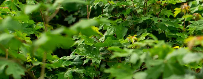 Field Maple Hedge - Acer campestre hedging