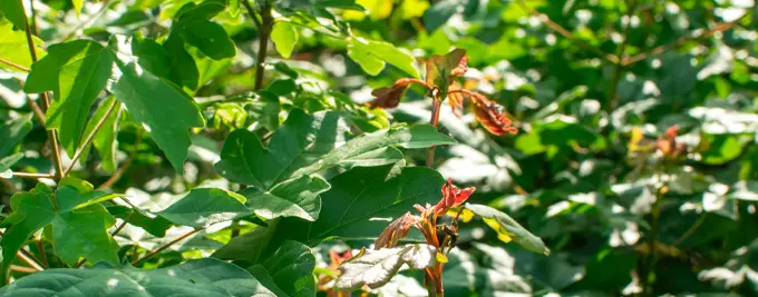 Field Maple Hedge - Acer campestre hedging