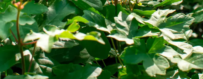 Field Maple Hedge - Acer campestre hedging