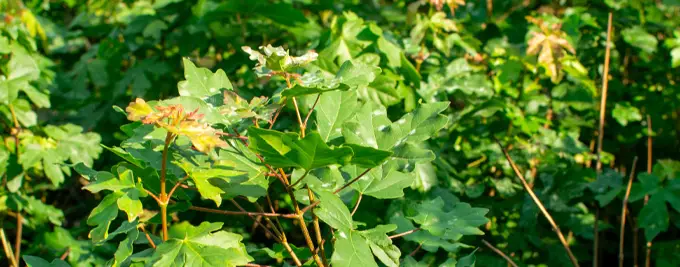 Field Maple Hedge - Acer campestre hedging