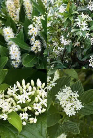 Flowering Hedge Plants
