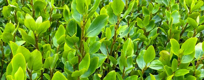 Griselinia - New Zealand Privet Hedging