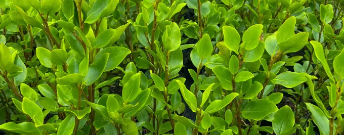 Griselinia - New Zealand Privet Hedging