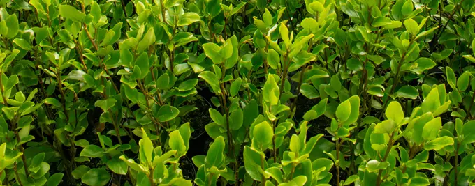 Pot Grown Griselinia Hedging plants