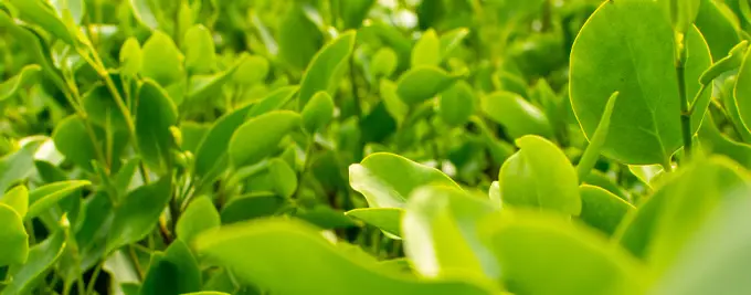 Griselinia Hedge Plants