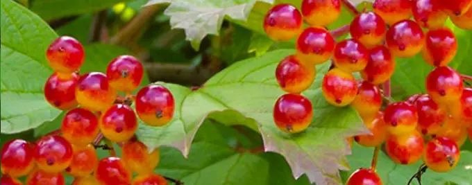 Viburnum opulus - Guelder Rose Hedge