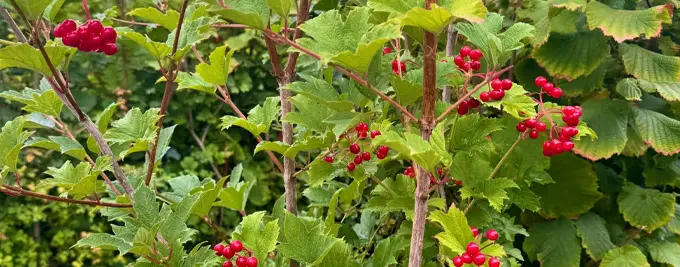 Viburnum opulus - Guelder Rose Hedge