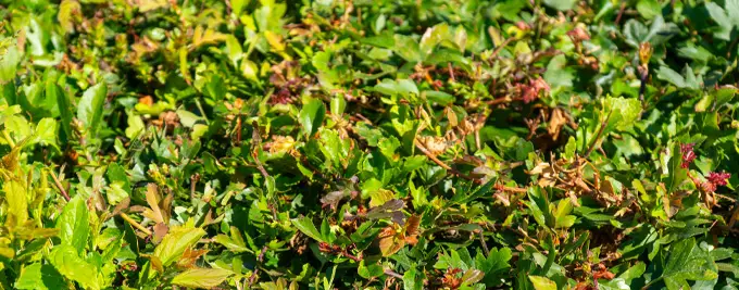 Hawthorn Hedging - Crataegus monogyna hedge plants