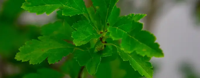 Hawthorn Hedging - Crataegus monogyna hedge plants
