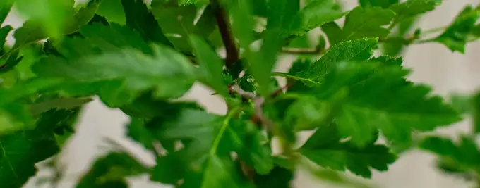 Hawthorn Hedging - Crataegus monogyna hedge plants