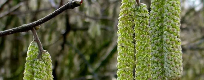 Hazel catkins