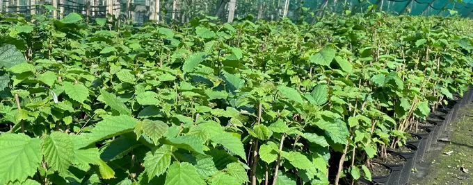 Hazel hedging plants
