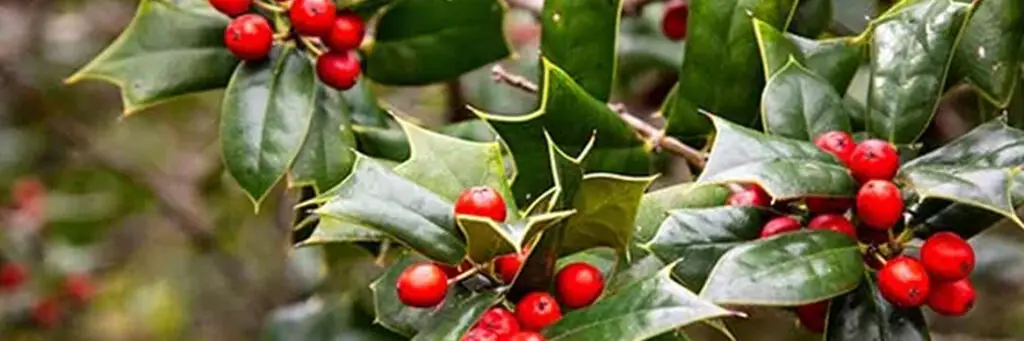 Holly Hedging with bright red berries - Ilex