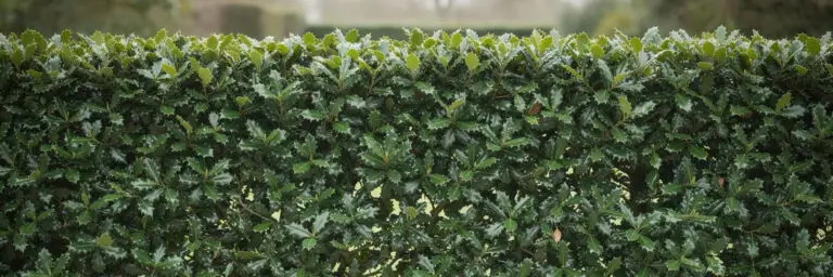 Holly Hedging with bright red berries - Ilex