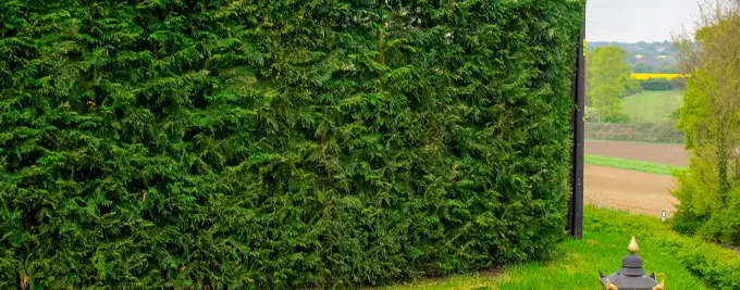 Leylandii boundary hedge maintained at a manageable height