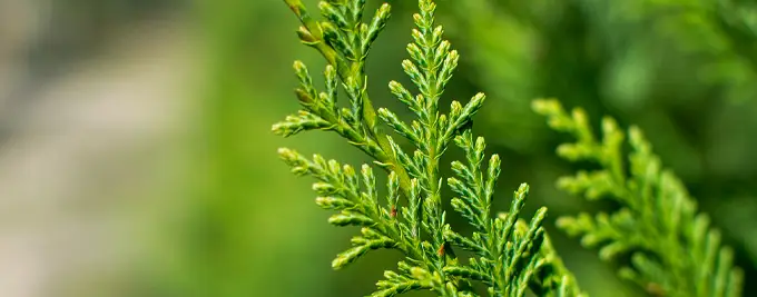 Close up of Leylandii Hedge