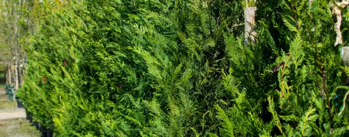 Mature Green Leylandii hedge maintained as a dense evergreen screen