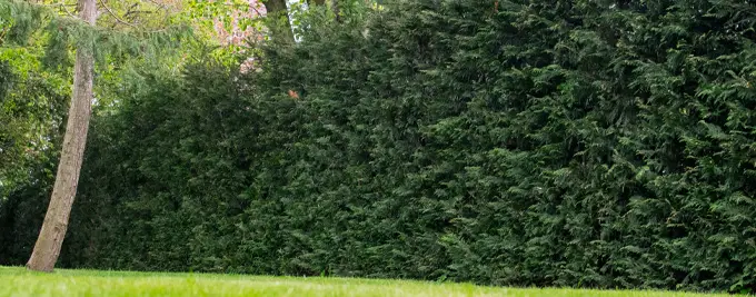 Mature Green Leylandii hedge maintained as a dense evergreen screen