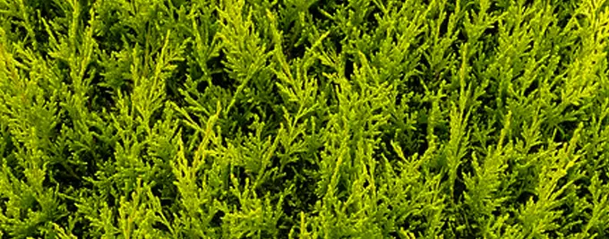Golden Leylandii Hedge