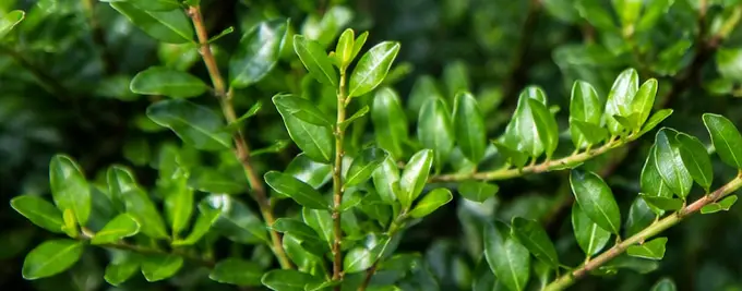 Lonicera Hedge Plants