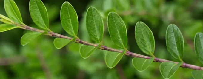 Lonicera hedging - Box leaf honeysuckle hedge