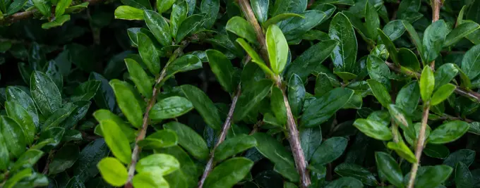 Lonicera hedging - Box leaf honeysuckle hedge