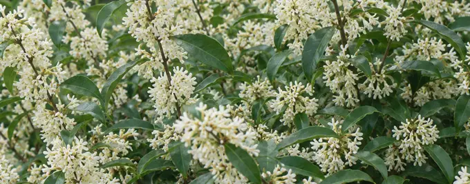 Osmanthus Hedge Plants
