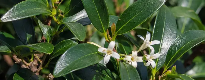 Osmanthus burkwoodii Hedge