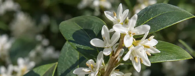 Osmanthus burkwoodii Hedge