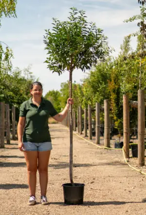 Ornamental Trees