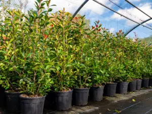 Pot Grown Hedging