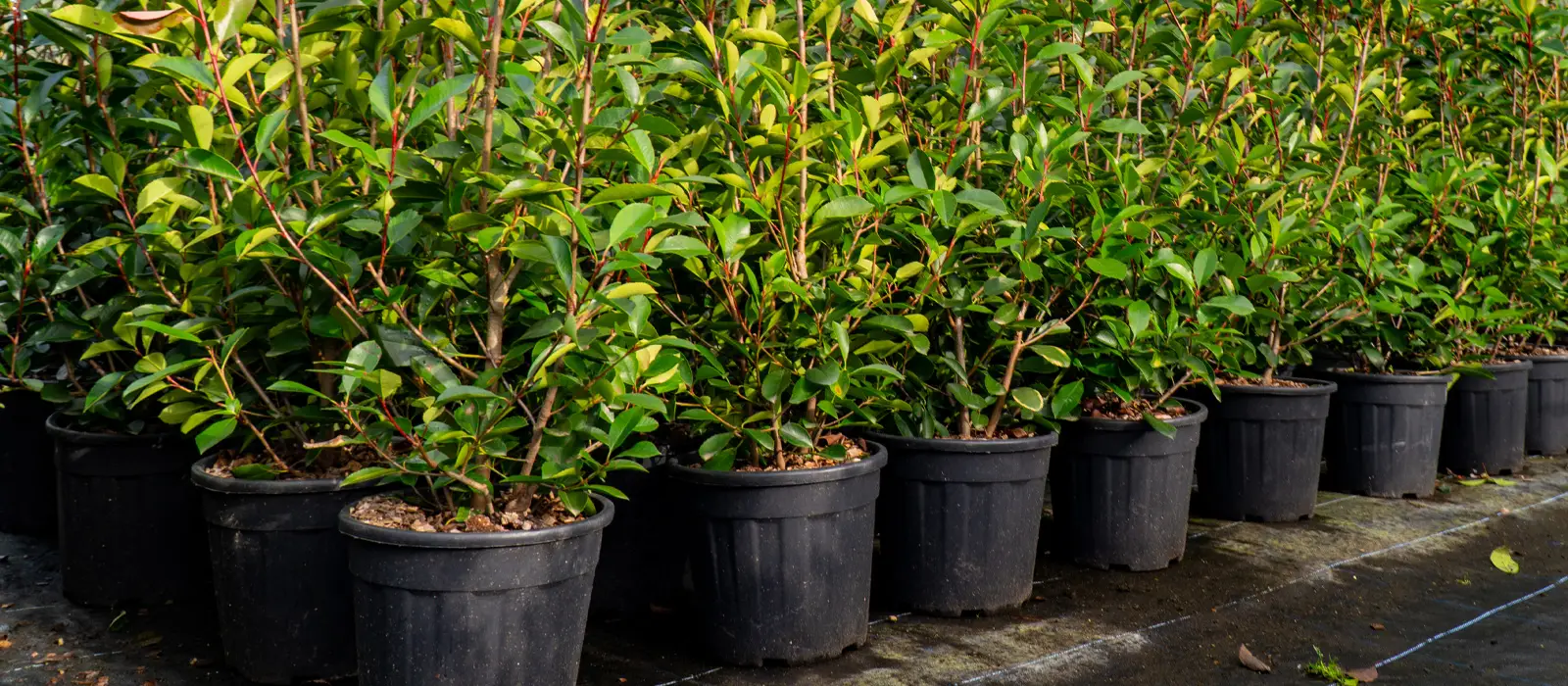 Pot Grown Hedging Plants