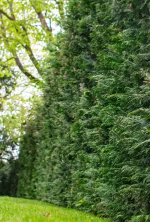 Hedging for Privacy