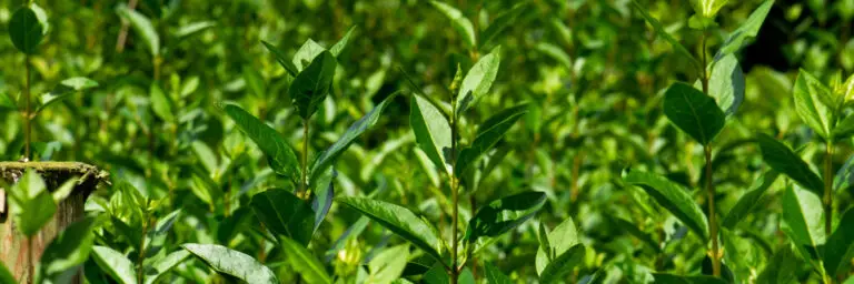 Common Privet Hedge