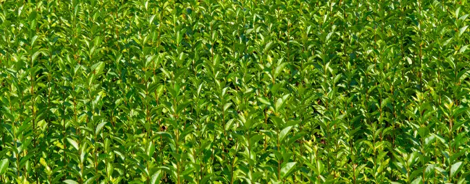 Privet Hedging Plants