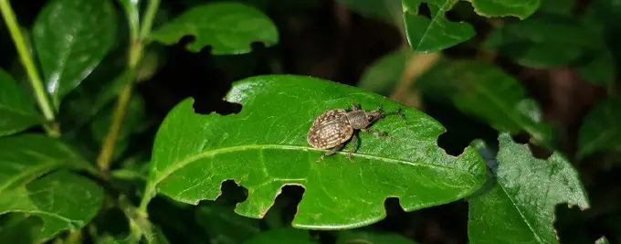 Vine weevil on Privet hedging