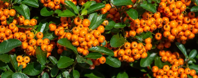 Orange Pyracantha Hedging