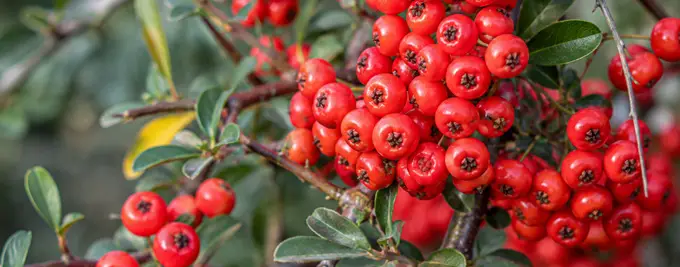 Red Pyracantha Hedging
