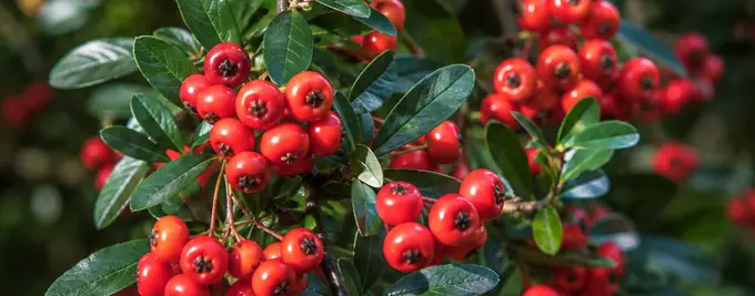 Red Pyracantha Hedging