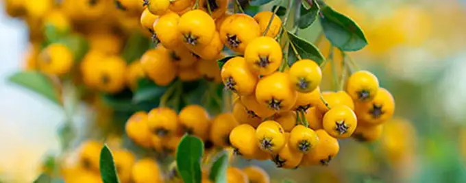 Yellow Pyracantha Hedging