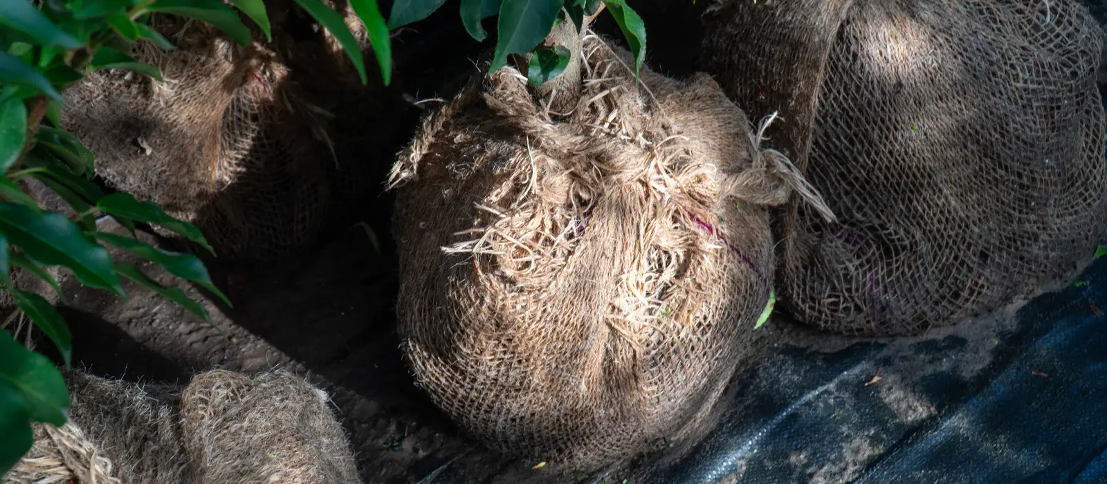 Root Ball Hedging Plants