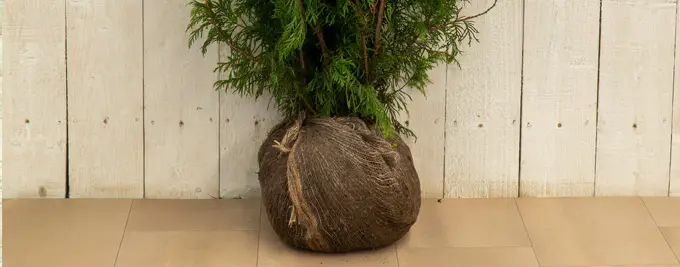 Rootballed Thuja Hedging - Western Red Cedar