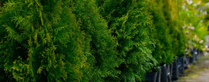 Pot Grown Thuja Hedging - Western Red Cedar