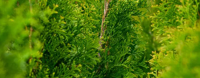 Thuja Hedging - Western Red Cedar