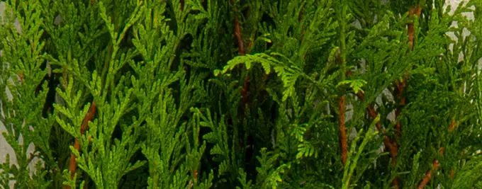 Thuja Hedging - Western Red Cedar