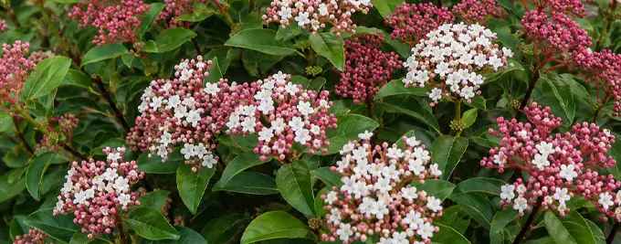 Viburnum tinus hedge
